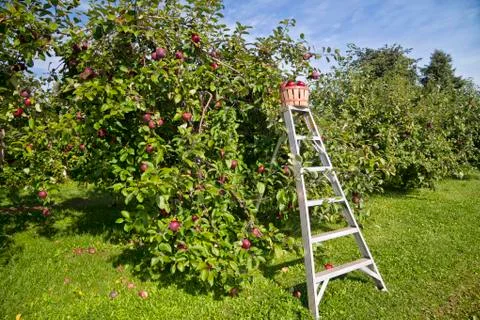 Apple orchard Stock Photos