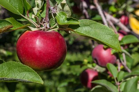 Apple orchard Stock Photos