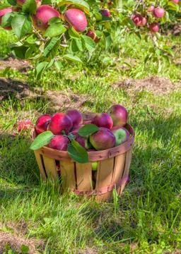 Apple orchard Stock Photos