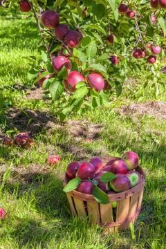 Apple orchard Stock Photos
