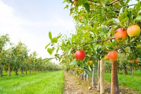 Apple orchard Stock Photos