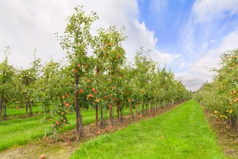 Apple orchard Stock Photos