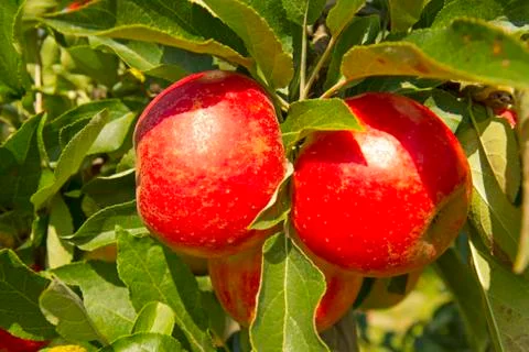 Apple orchard. Stock Photos