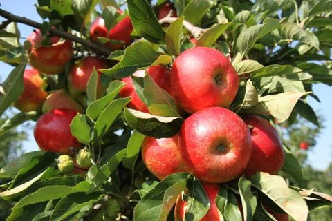 Apple orchard. Stock Photos