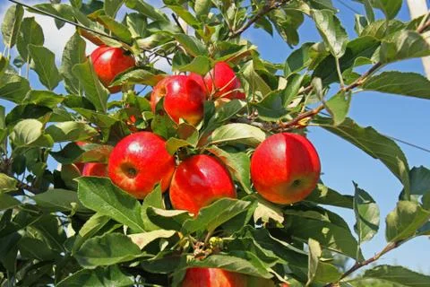 Apple orchard. Stock Photos
