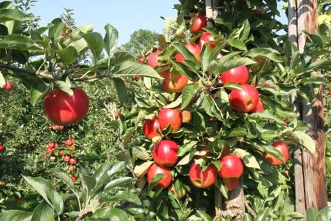 Apple orchard. Stock Photos