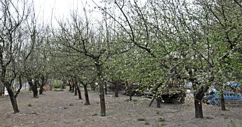 Apple orchard Stock Photos