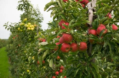 Apple orchard Stock Photos