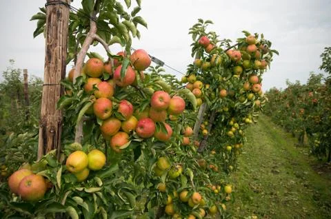 Apple orchard Stock Photos