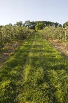 Apple orchard Stock Photos