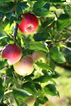Apple orchard. Foto stock