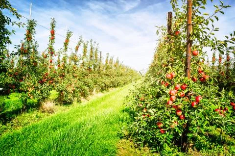 Apple orchard Stock Photos