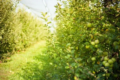 Apple orchard Stock Photos