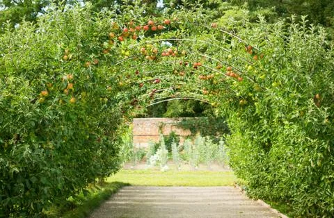 Apple orchard Stock Photos