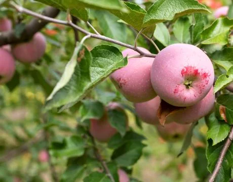 Apple Orchard Stock Photos