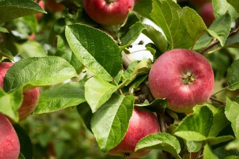 Apple orchard Stock Photos