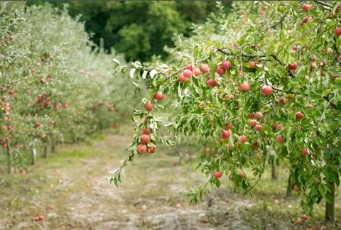 Apple Orchard Stock Photos