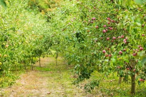 Apple orchard Stock Photos