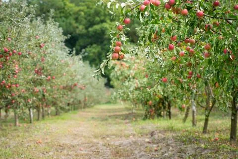 Apple orchard Stock Photos