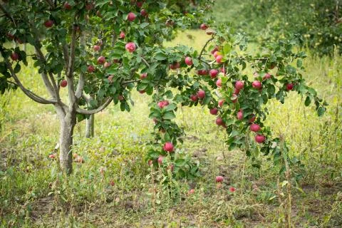 Apple orchard Stock Photos