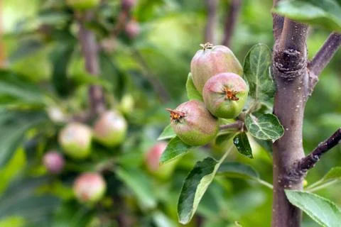 Apple orchard. Stock Photos