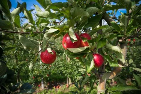 Apple orchard Stock Photos