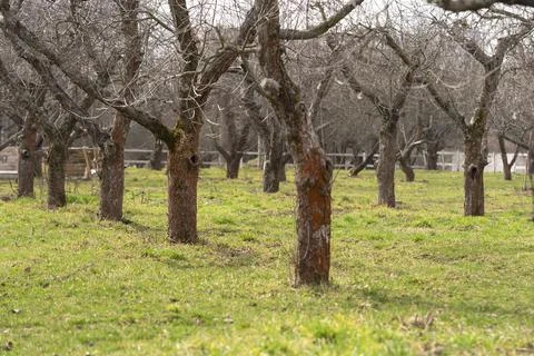 Apple orchard Stock Photos