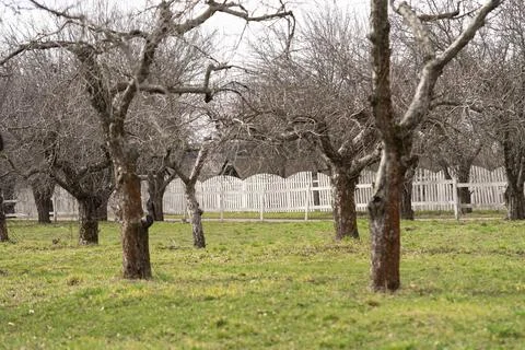 Apple orchard Stock Photos