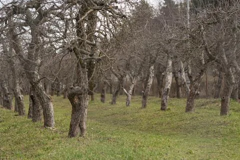 Apple orchard Stock Photos