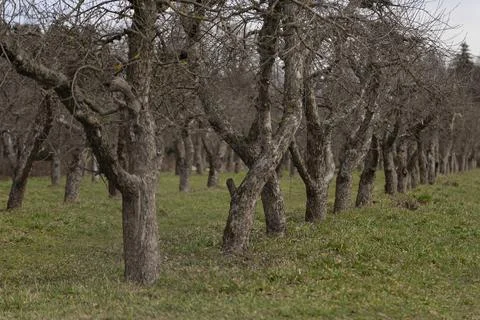 Apple orchard Stock Photos