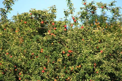 Apple orchard Stock Photos