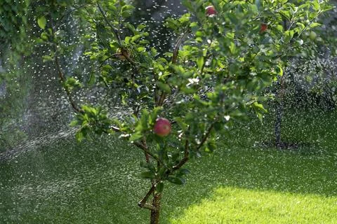 Apple orchard Stock Photos