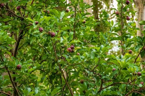 An Apple Orchard Foto stock