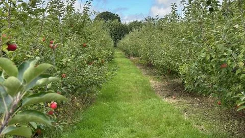 Apple Orchard Stock Photos