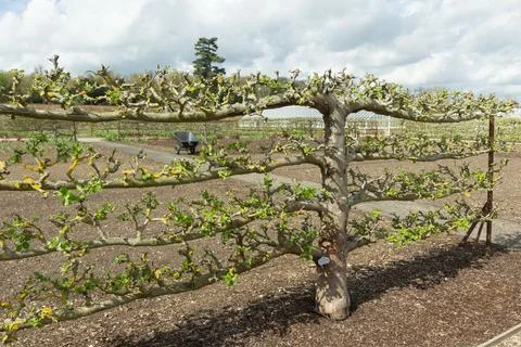 Apple Orchard Stock Photos