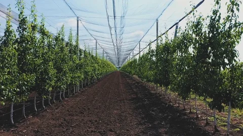 Apple Orchard Planted using Modern Gardening Techniques ,Aerial View Stock Footage 109559235