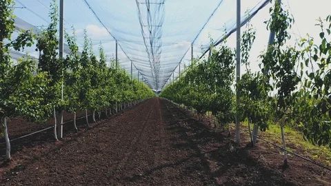 Apple Orchard Planted using Modern Gardening Techniques ,Aerial View Stock Footage 109559668