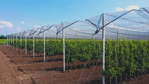 Apple Orchard Planted using Modern Gardening Techniques ,Aerial View Stock Footage 109559977