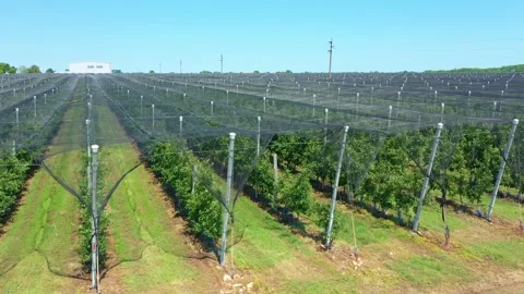 Apple Orchard Planted using Modern Gardening Techniques. Aerial View Stock Footage 176688976