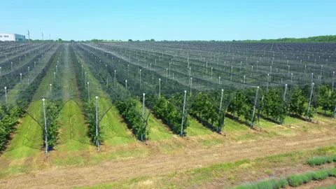 Apple Orchard Planted using Modern Gardening Techniques Stock Footage 179141449
