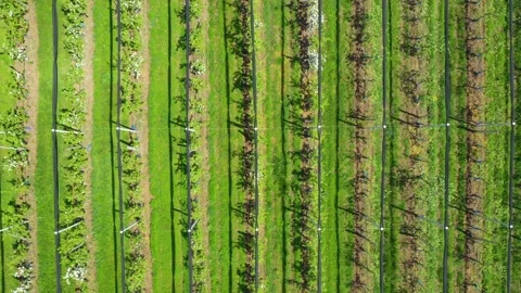 Apple Orchard Planted using Modern Gardening Techniques. Aerial View Stock Footage 179350113