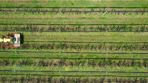 Apple Orchard Planted using Modern Gardening Techniques. Aerial View Stock Footage 199432995