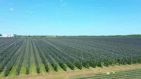 Apple Orchard Planted using Modern Gardening Techniques. Aerial View Stock Footage 229485818