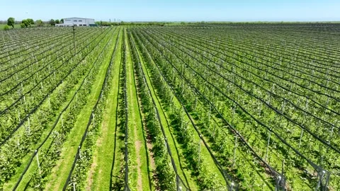 An apple orchard planted using modern horticultural techniques Stock Footage 244087163