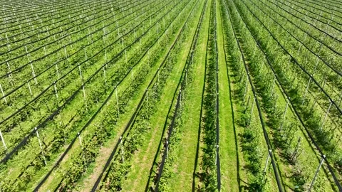 An apple orchard planted using modern horticultural techniques Stock Footage 246661443
