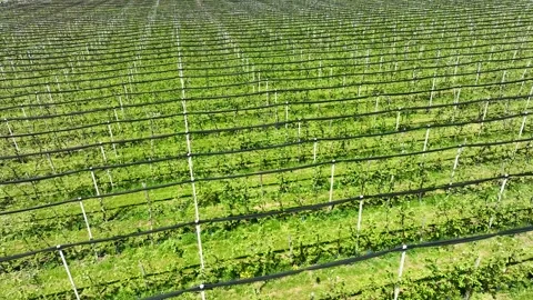 An apple orchard planted using modern horticultural techniques Stock Footage 247077787