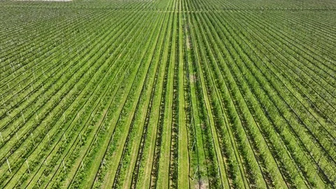Apple Orchard Planted using Modern Gardening Techniques. Aerial View Stock Footage 247430088