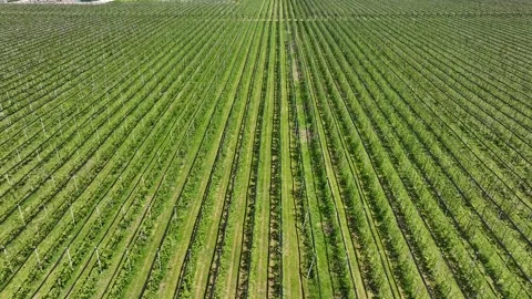 An apple orchard planted using modern horticultural techniques Stock Footage 248027679