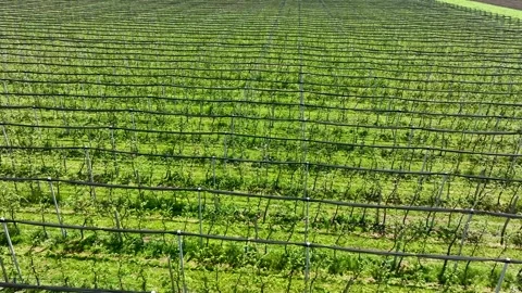 An apple orchard planted using modern horticultural techniques Stock Footage 248488449