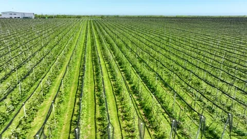 An apple orchard planted using modern horticultural techniques. Drone view Stock Footage 249825302